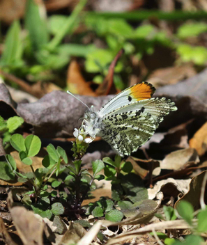 Falcate Orangetip male